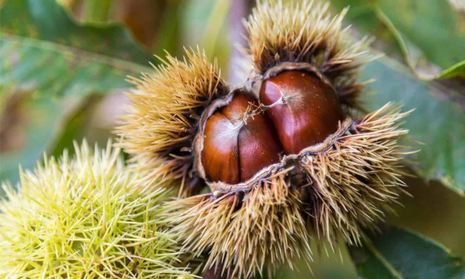 Immagine che raffigura Castanea 2025. Per una storia del castagno in Val Cavallina